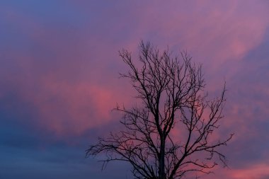 Güzel pembe ve mavi gökyüzünün arka planındaki kuru bir ağacın tepesinde. Doğada akşam, sakin hayat, günbatımı konseptinin güzelliği