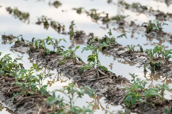 stock image Flooded potato field after the rain shower. Agriculture ground after rain under water, damage of harvest of potato for the farmer