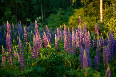 Ormanda açan mor renkli Lupine çiçekleri. Akşam güneşi, ılık sarı ışıkla çiçek açmış güzel lupin bitkisini aydınlatır.