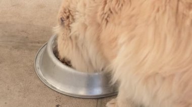 Uzun kürklü güzel kedi metal kaseden yemek yiyor. Verandada kedi besliyor, büyük tüylü kedi yemek yiyor.