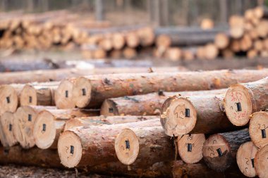 Ormana istiflenmiş, içinde ehliyet işaretleri olan sıra sıra kesilmiş odunlar. Çam ağacı gövdeleri, ormancılık, hasat odunu, ağaç kesme konsepti