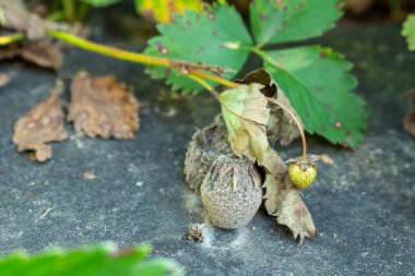 Moldy strawberries on its plant, laying on the agrofiber outdoors, close up. Weak ill strawberry bush with spoiled berries clipart