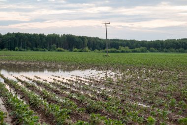 Yağmurdan sonra ovaları su basmış büyük patates tarlası. Suyun altında sağanak yağmurdan sonra tarım arazisi, çiftçiliğin doğal hasarı
