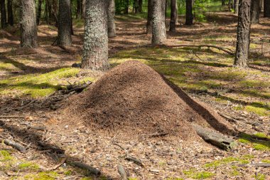 Güneşli bir yaz gününde ormanda büyük bir karınca yuvası. Yerdeki karınca yığını köknar ormanının ortasında yosun ile kaplıydı.
