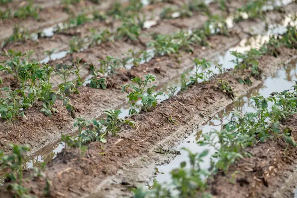 stock image Rows of young potato plants half flooded after the rain shower, close up. Agricultural field under water, damage for harvest of potato, soaking of plant