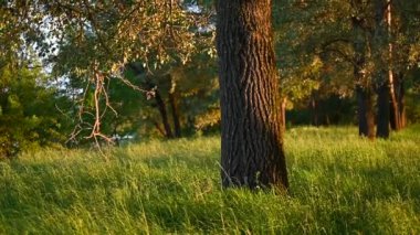 Gün batımında nehrin yanındaki ormanda sakin bir akşam. Parlak altın güneş ışığı parktaki ağaçları aydınlatıyor. Parlak taze doğa.