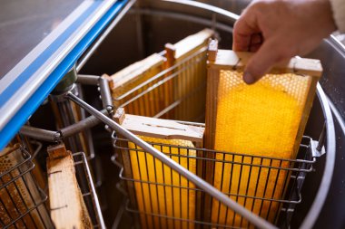 Bal ile kaplanmamış çerçeveleri elektrikli bal çıkarma makinesine yüklüyorum. Arı kovanına modern arıcılık ekipmanları kullanarak bal ekin.