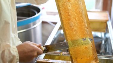 Arıcı, çıkartma makinesine koymadan önce çerçeveleri balla açıyor. Güzel bal hasadı, altın ayçiçeği çerçeveli bal, iş sırasında arı uzmanı.