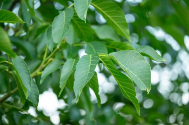 Parlak yeşil yapraklı bir ceviz ağacı dalı. Yaz günü ağaçta ceviz yaprakları