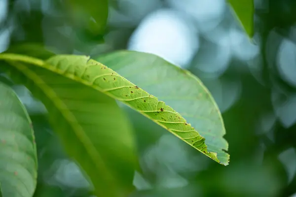 stock image Close up of walnut leaf. Bright green walnut leaf with some spots of disease or insects on a tree