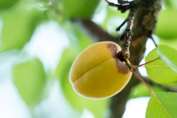 stock image Green unripe apricot with rotten part. Close up of rotten apricot on a tree, disease spoiling harvest of apricots