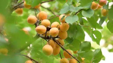 Ağaç dalında yetişen sulu kayısılar. Ağaçta olgun kayısılar hasat için hazır, lezzetli meyveler.