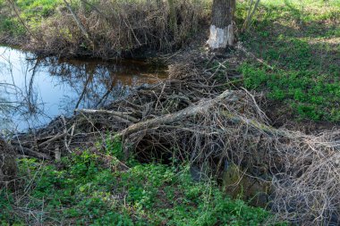 Kunduz barajı ile ormanda akarsu. Kunduz su seviyesini yükseltmek için baraj inşa etti