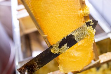 Çerçevede bal peteği açarken bıçağı kapat. Kovanın çerçevelerini altın kovanla açıyorum. Lezzetli bal, iş sırasında arı yetiştiricisi.