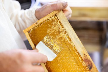 Arıcı çatal aletle bal çerçevelerini açıyor. Çerçevelerden bal toplamak, bal peteklerini açmak.