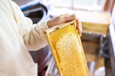 Arı yetiştiricisinin elinde bal olan işlenmemiş bir çerçeve. Arı kovanında bal hasat, kovanlarda yaz balı.