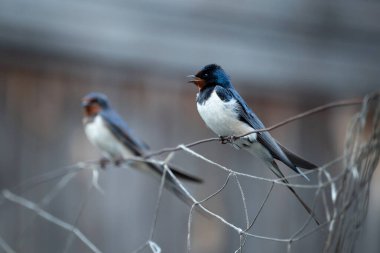 Ahır kırlangıcı (Hirundo rustica) ipte oturuyor. Bir çift kırlangıç, bir tweet, kuş ailesi.