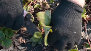 Çilek çiftliğinde yaşlı ve hasta yaprakları kesiyor. Yeni bir bitki yılı için bahçedeki çalıların budanması.