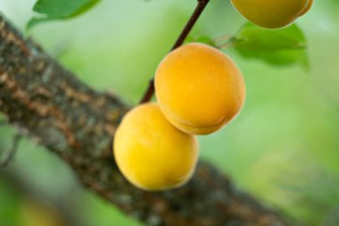 Ağaçtaki olgunlaşmamış kayısılara yaklaş. Ağaç dalında olgunlaşan büyük yeşil kayısı üzümleri