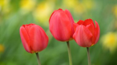 Parlak kırmızı laleler kapanıyor. Bahçede kırmızı renkli üç lale çiçeği