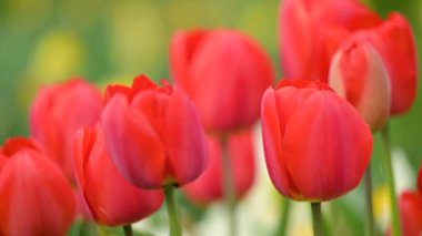 Kırmızı laleleri kapatın. Bahçede açan parlak kırmızı laleler