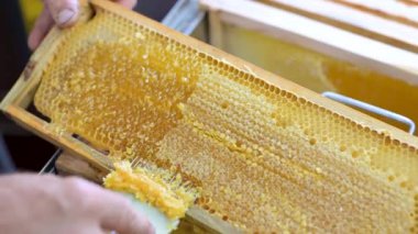 Bal çerçevesini araç açıcısıyla açıyorum. Arı kovanında olgun altın bal hasatı