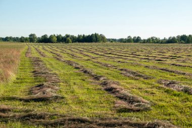 Sahada çimleri kuruturken kes. Çiftlikte beslenen sığırlar için otlar, kesilmiş otlar.