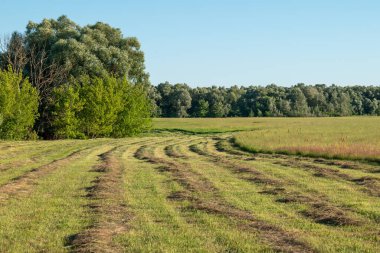 Bazı taze kesilmiş çimenler, tarlanın bir kısmı kesilmemiş. Çiftlikte sığır beslemek için saman topluyorum.