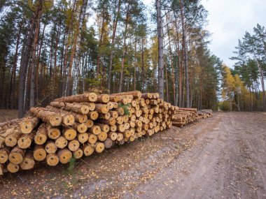 Ormanda kesilmiş ağaçlar yığını. Ağaç kesme endüstrisi, ladin ormanlarında ağaç kesme, bir sürü ağaç gövdesi.