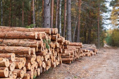 Kesik çam ağaçları yığını. Ladin ormanlarında odunlar, ormanda istiflenmiş ağaç gövdeleri, malzeme için ormanı kesiyorlar.