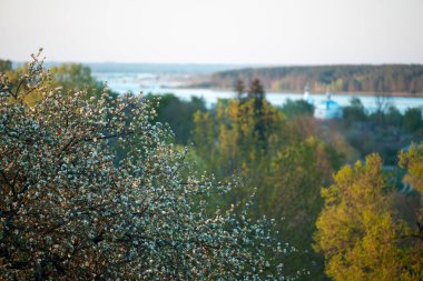 Baharda açan yaşlı elma ağacı. Elma ağacı çiçek açıyor. Köy kilisesi ve sel basmış nehir, ilkbaharda kırsal kesimde.
