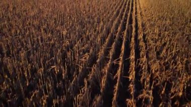 Akşamları olgunlaşmış mısır tarlası. Baharda hasat edilmemiş mısır tarlasının havadan çekilmiş görüntüleri ileri ve yukarı doğru uçuyor.