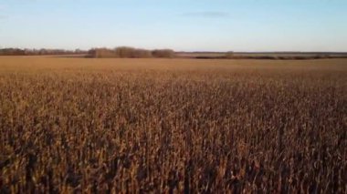 Akşamları olgunlaşmış mısır tarlası. Olgunlaşmamış mısır tarlalarının üzerinde uçuyor