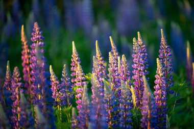 Akşamları çiçek açıyor. Lupin 'in parlak fotoğrafı güneş ışınlarıyla aydınlatılıyor.