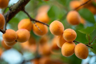 Ağacın dalında olgun, lezzetli kayısılar. Sarı sulu kayısılar hasat için hazır.