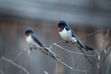 Kablo üzerinde oturan iki kırlangıç fotoğrafı. Birkaç kırlangıç birlikte, akşamları kuş ailesi.