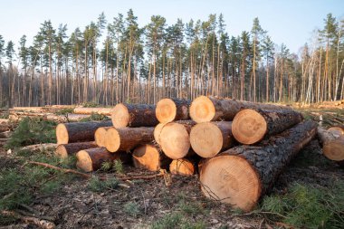 Gün boyunca ormandaki çam ağaçlarını üst üste yığmışlar. Kesilen çam ağaçlarının kütükleri düzgünce istiflenmiş, ağaç kesimi ve ormansızlaştırma konsepti.