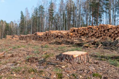 Ormansız bölgede istiflenmiş kütüklerin arkasındaki çam ağacı kütüğü. Kalan ağaç kütükleriyle birlikte ormansız bir alana istiflenmiş çam kütükleri, ağaç kesme etkinliğini gösterir