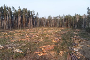 Yakın zamanda kesilmiş çam ormanlarının ağaç enkazı ve kütükleri ile hava manzarası. Hava perspektifi, çam ormanının temiz bir bölgesini ve etrafa saçılmış kütükleri gösteriyor.