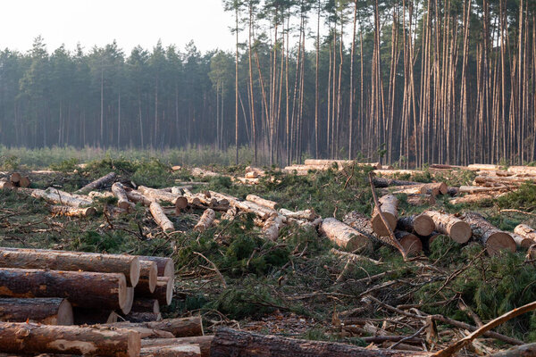 Cut pine trees scattered in timberland under soft evening light. Pine trees have been cut down and left scattered across the forest floor during sunset hours, deforestation concept