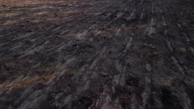 Ormansız alan, yeni ekme sıralarının havadan görüntüsü için yeniden ağaçlandırılmaya hazırlandı. Havadan bakıldığında ormansızlaşmış topraklar yeni orman ekimi için organize sıralarla hazırlanıyor.