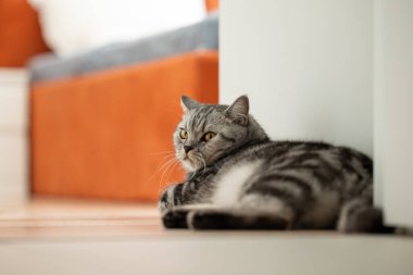 Kedi duvarın yanında yerde yatıyordu. Güzel bir kedi açık bir kapının yanında uzanıyor, dinleniyor ve kameraya bakıyor.