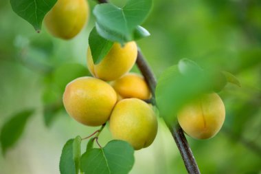 Ağaçta olgunlaşmamış kayısı üzümü dalı var. Yazın çiftlikteki ağaçta olgunlaşan sarı kayısılar
