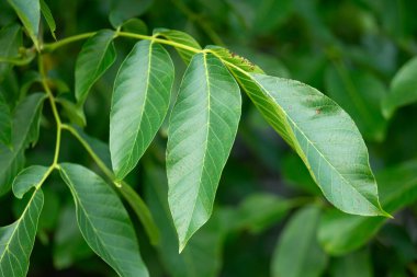 Ceviz ağacının üzerinde yeşil yapraklar. Ceviz ağacındaki yeşil yapraklar, yapraklardaki bazı hastalıklardan küçük noktalar.