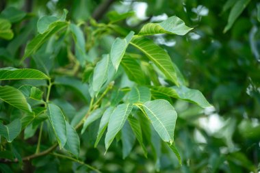 Yapraklarında leke olan ceviz ağacı dalları. Yeşil ceviz yaprakları bazı yerlerde kahverengi noktalar ile antrakburun hastalığı ya da ceviz rengi siyah nokta nedeniyle
