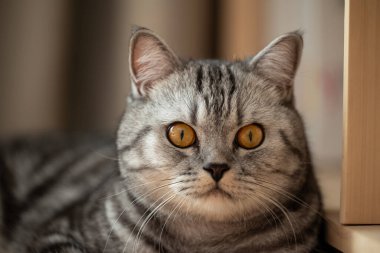 Gözünü kaçıran bir kedinin yakın çekimi. Meraklı gri bir kedinin, yerde bir rafın yanında yatarken yan görünüşüne yakın çekim.