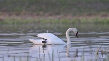Kuğu, akşam saatlerinde alglerle beslenirken gölde zarifçe yüzer. Sakin göl boyunca süzülen görkemli bir kuğu, sakin akşam ışığında yosun arıyor.