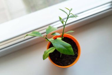 Limon bitkisi gün ışığında parlak bir pencerede gelişiyor. Genç bir limon bitkisi, canlı bir portakal kabının içinde güneşli bir pencere eşiğinde, doğal ışığın tadını çıkararak sürekli büyüyor.