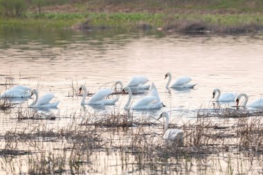 Kuğular alacakaranlıkta yemyeşil bir gölde zarifçe yüzerler. Sakin bir gölde yosun yiyen kuğular, sudaki yumuşak yansımalarla sakin akşam atmosferinin tadını çıkarıyorlar.