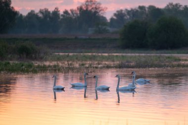 Kuğular huzurlu bir sabah ışığında sakin gölde süzülüyorlar. Güneş doğarken, kuğular sakin bir göl boyunca huzur içinde yüzer ve manzaranın üzerine sıcak bir parıltı saçar.